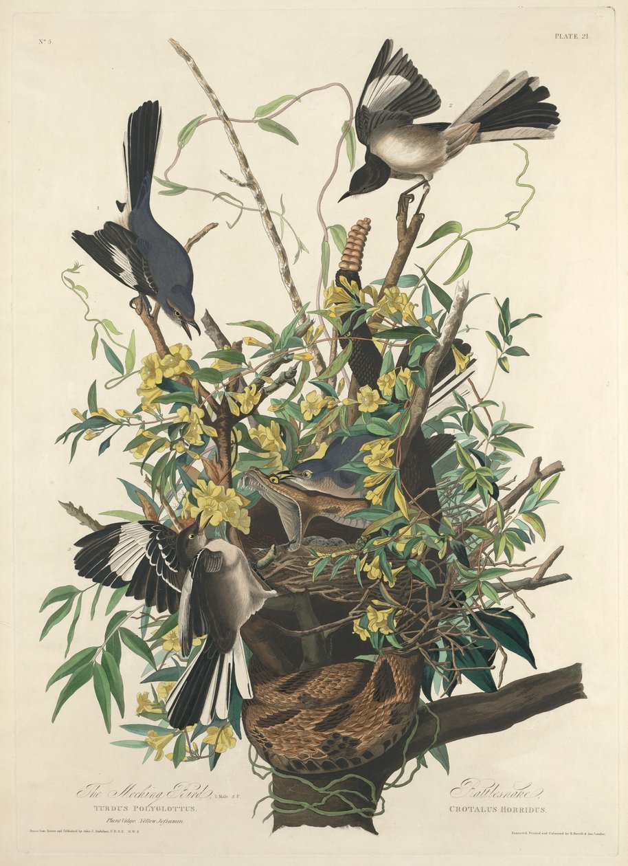 Den spottende fuglen av Robert Havell after John James Audubon