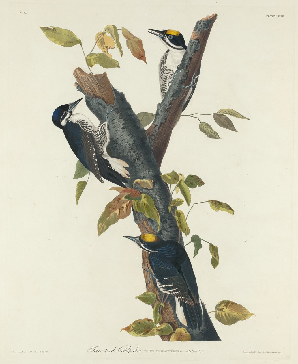 Tretået hakkespett av Robert Havell after John James Audubon