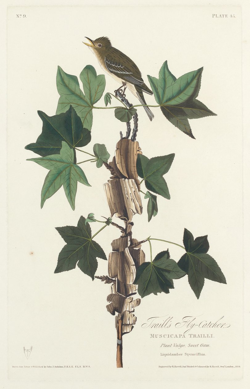 Traills fluesnapper av Robert Havell after John James Audubon