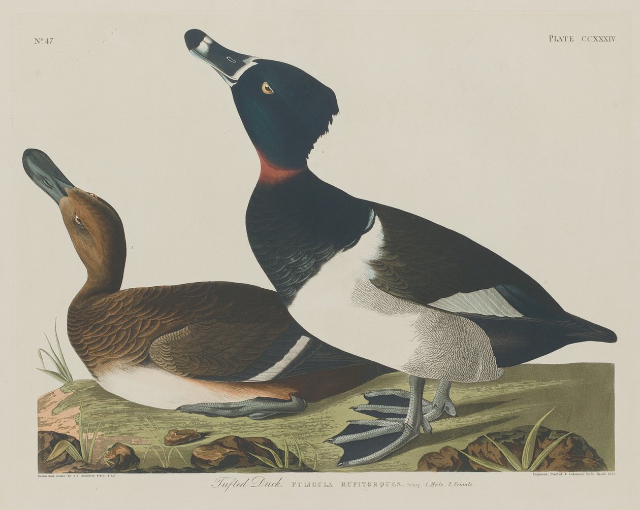 Tufted Duck av Robert Havell after John James Audubon