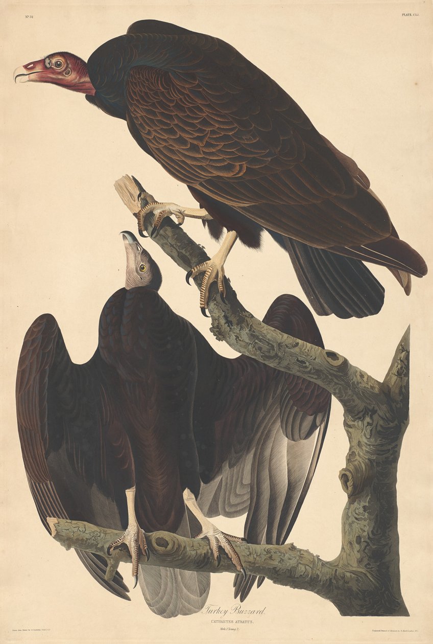 Tyrkia orrvåg av Robert Havell after John James Audubon