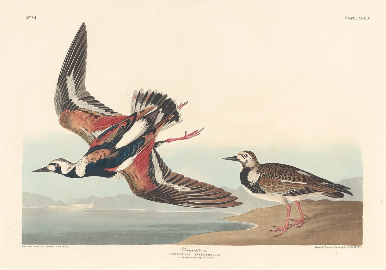 Snu-stein av Robert Havell after John James Audubon
