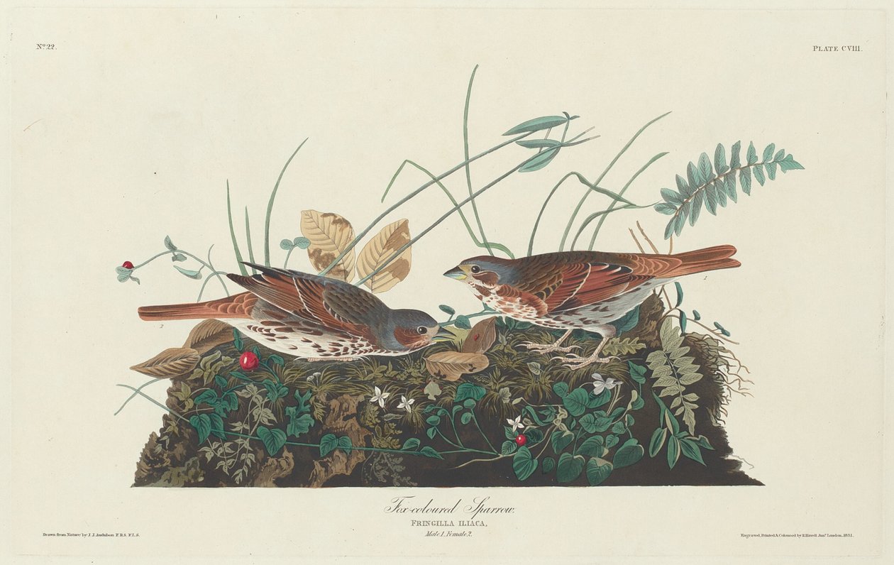 Tofarget spurv av Robert Havell after John James Audubon