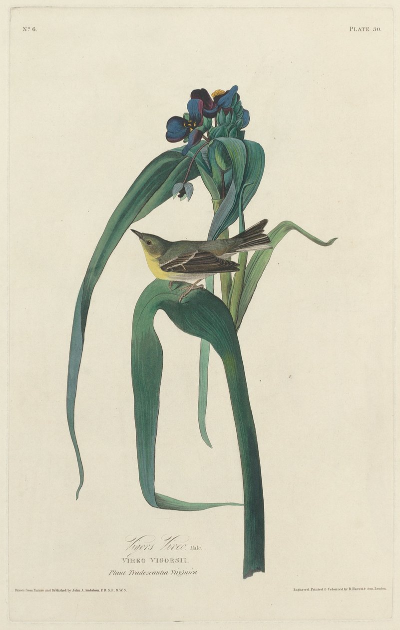 Vigor Vireo av Robert Havell after John James Audubon