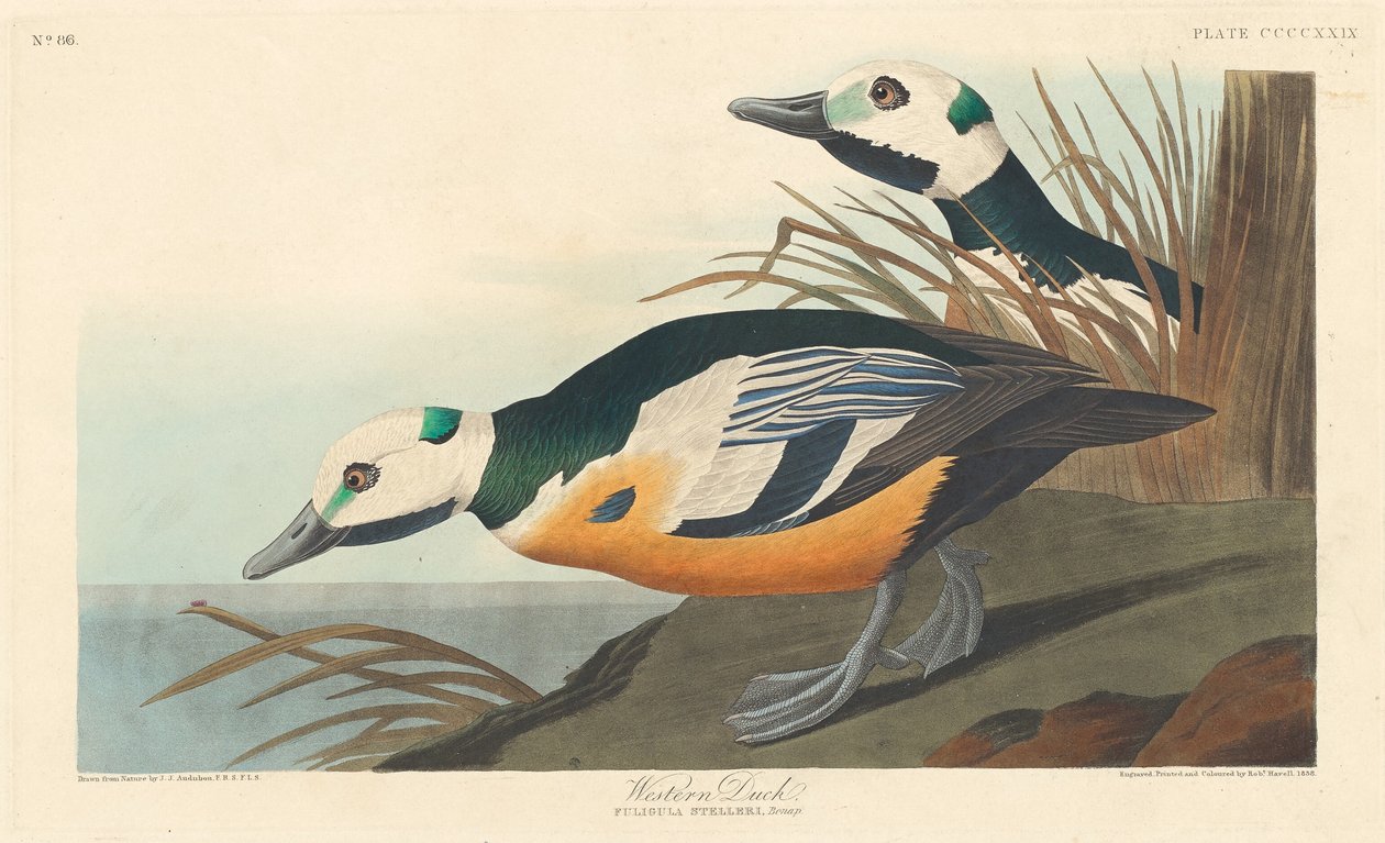 Western Duck av Robert Havell after John James Audubon