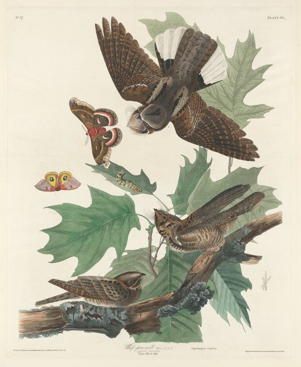 Pisk-fattig-vilje av Robert Havell after John James Audubon