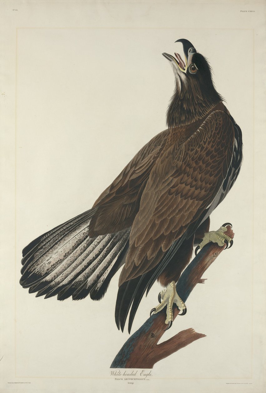 Hvithodeørn av Robert Havell after John James Audubon