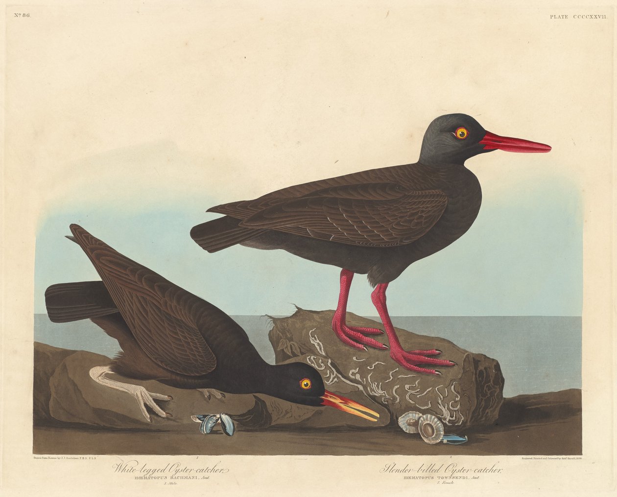 Hvitbeint østersfanger og slanknebbet østersfanger av Robert Havell after John James Audubon