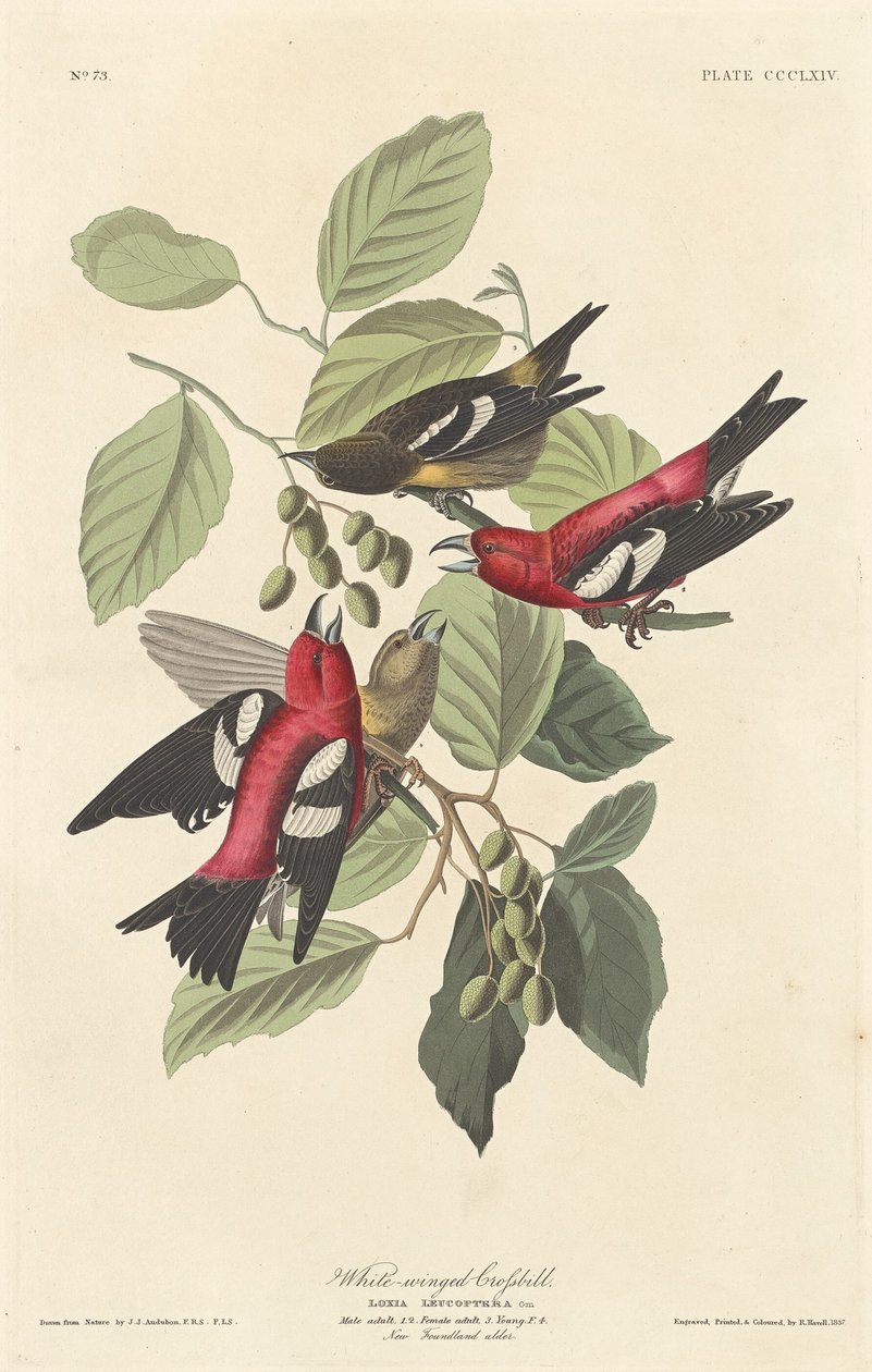 Hvitvinget korsnebb av Robert Havell after John James Audubon