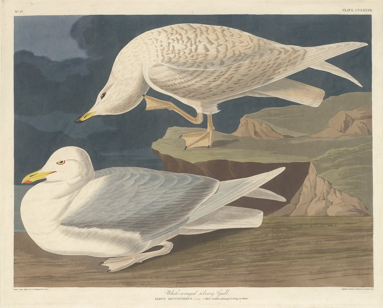 Hvitvinget sølvmåke av Robert Havell after John James Audubon