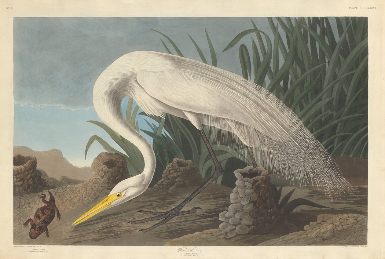 Hvit hegre av Robert Havell after John James Audubon