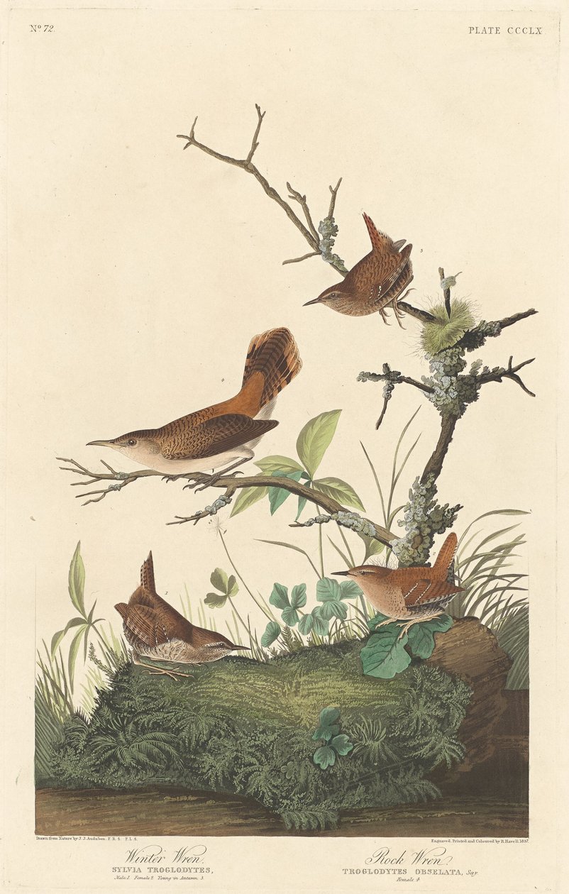 Winter Wren og Rock Wren av Robert Havell after John James Audubon
