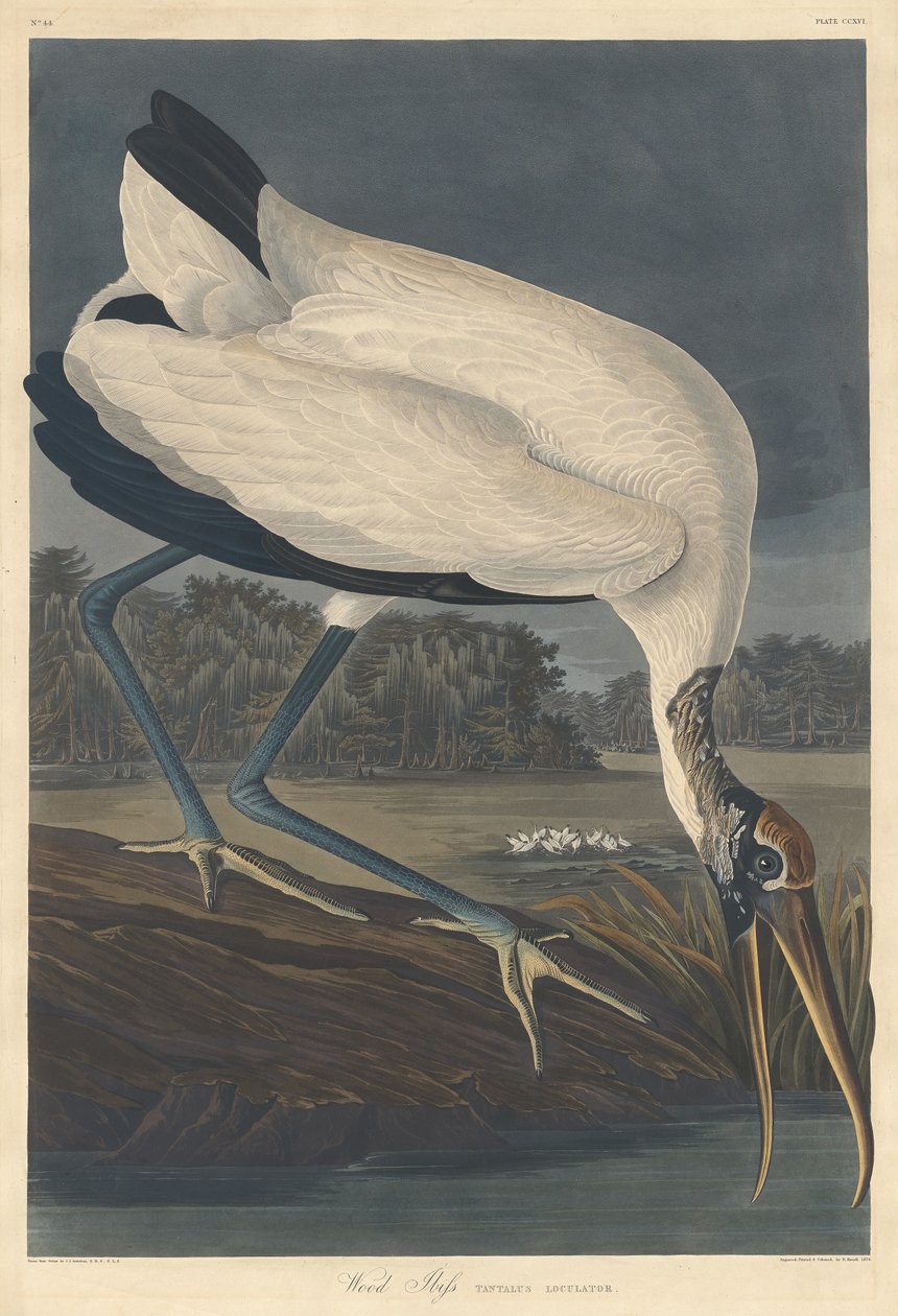 Tre Ibis av Robert Havell after John James Audubon