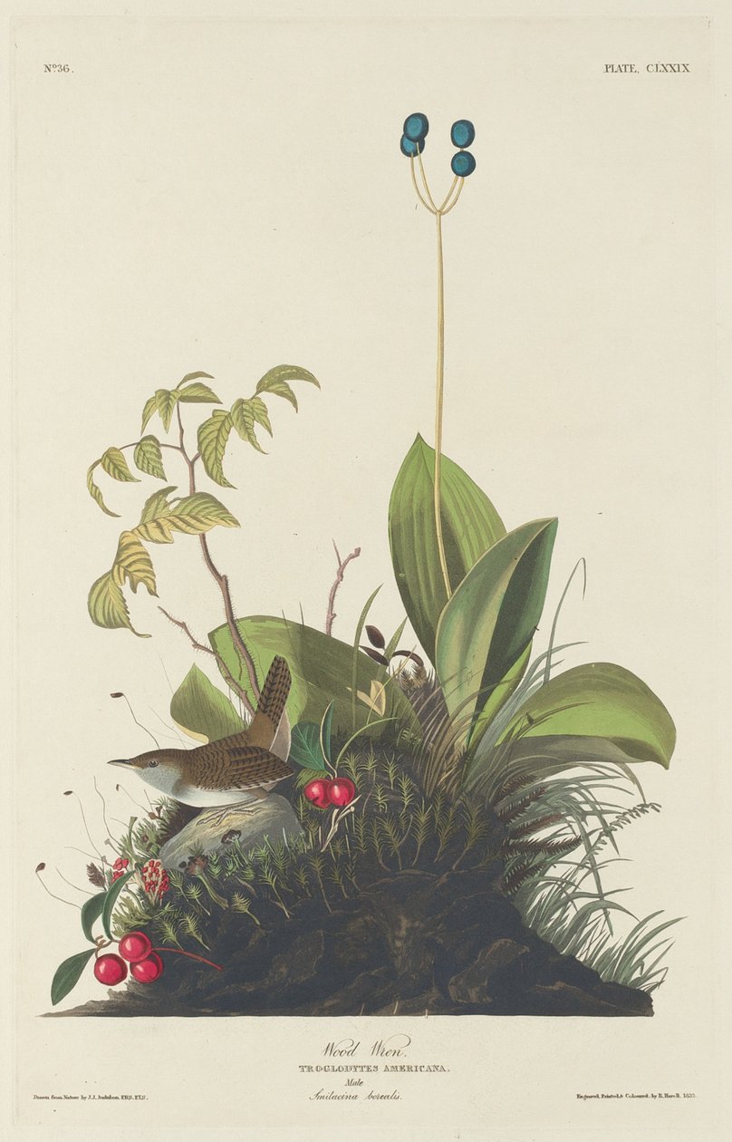 Wood Wren av Robert Havell after John James Audubon