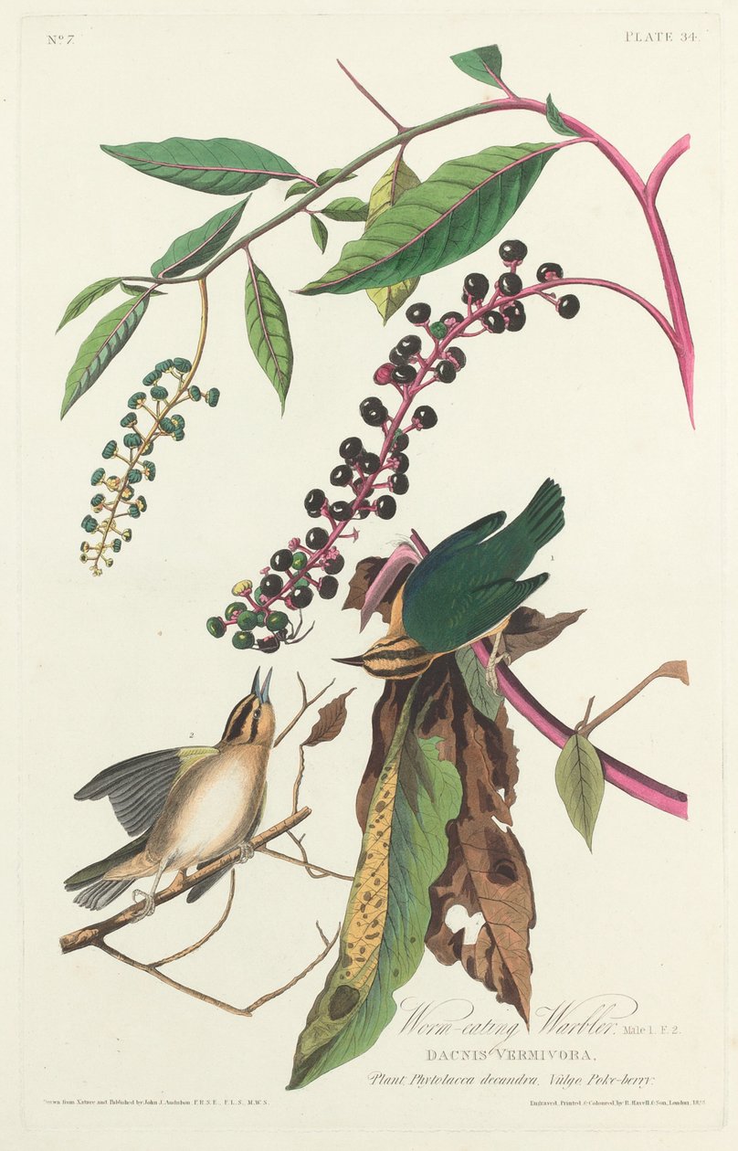 Ormespisende sangsanger av Robert Havell after John James Audubon
