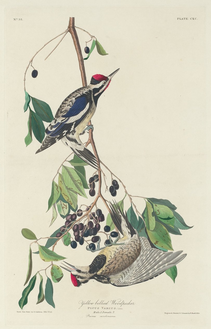 Gulbukspett av Robert Havell after John James Audubon