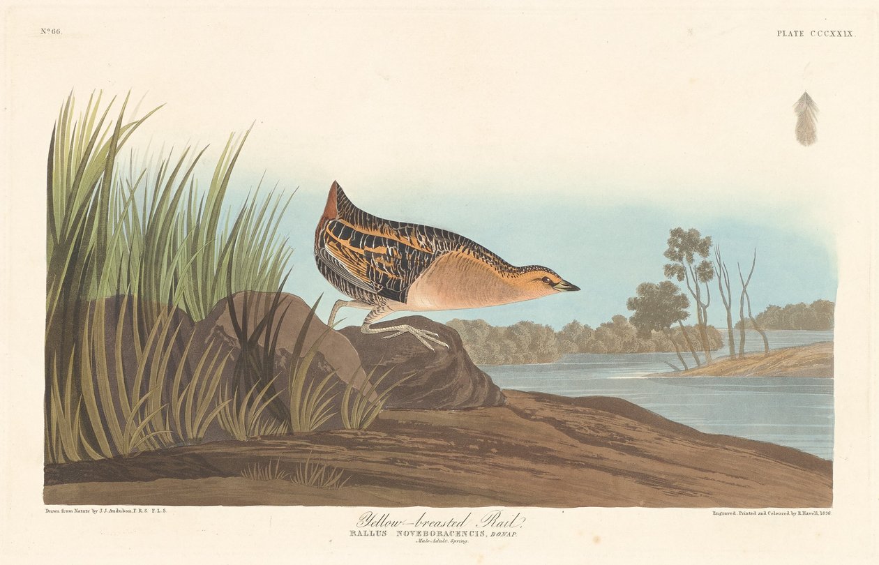 Gulbrystet skinne av Robert Havell after John James Audubon