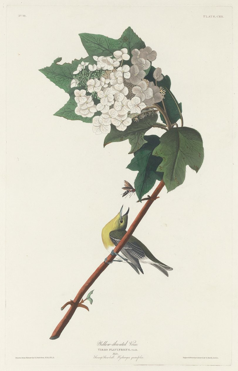 Gulstrupet Vireo av Robert Havell after John James Audubon