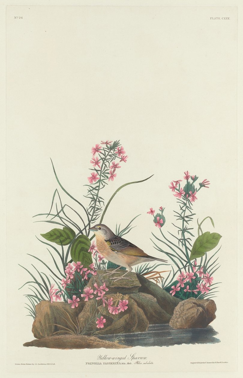 Gulvinget spurv av Robert Havell after John James Audubon