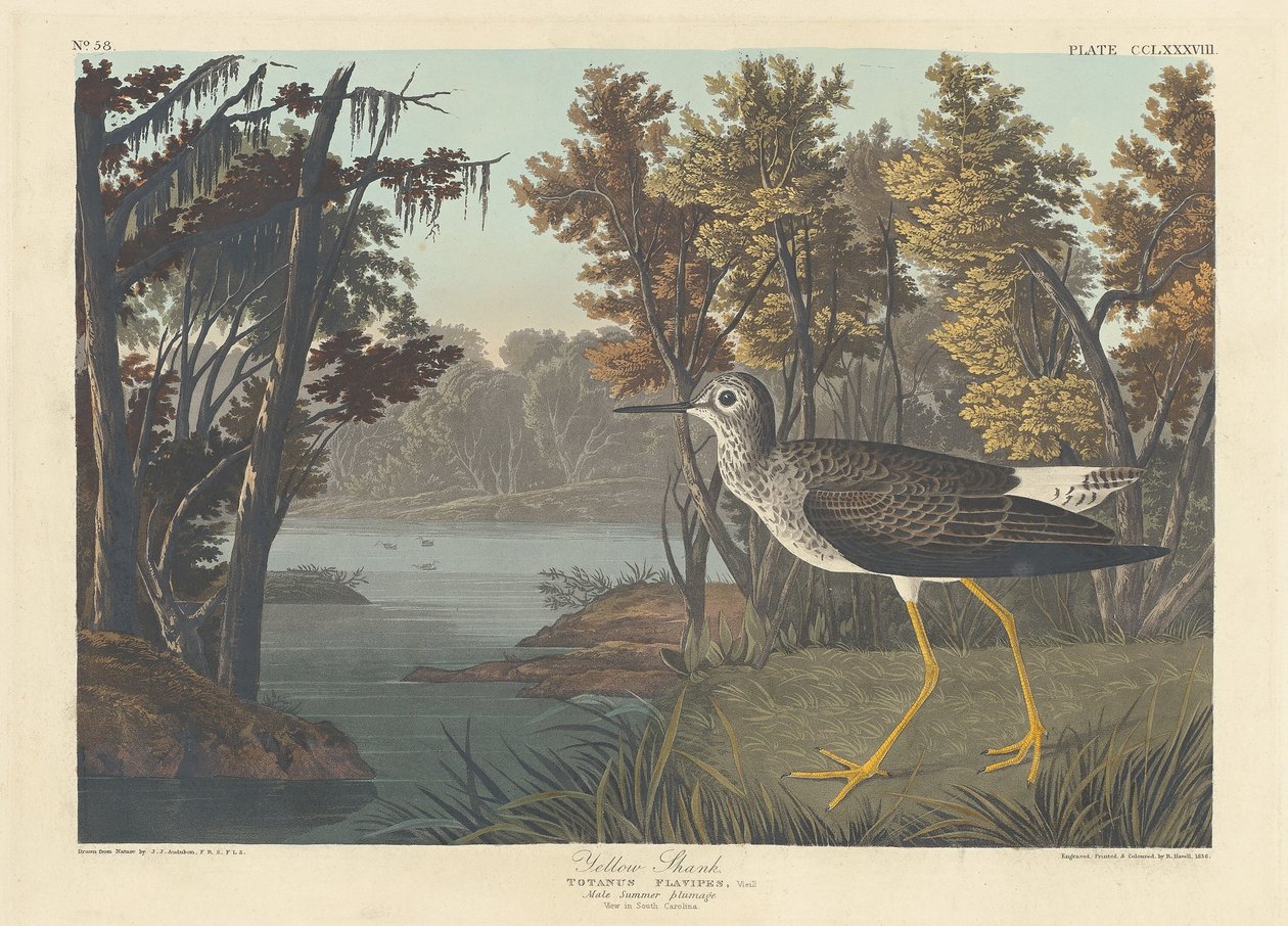 Gul skaft av Robert Havell after John James Audubon