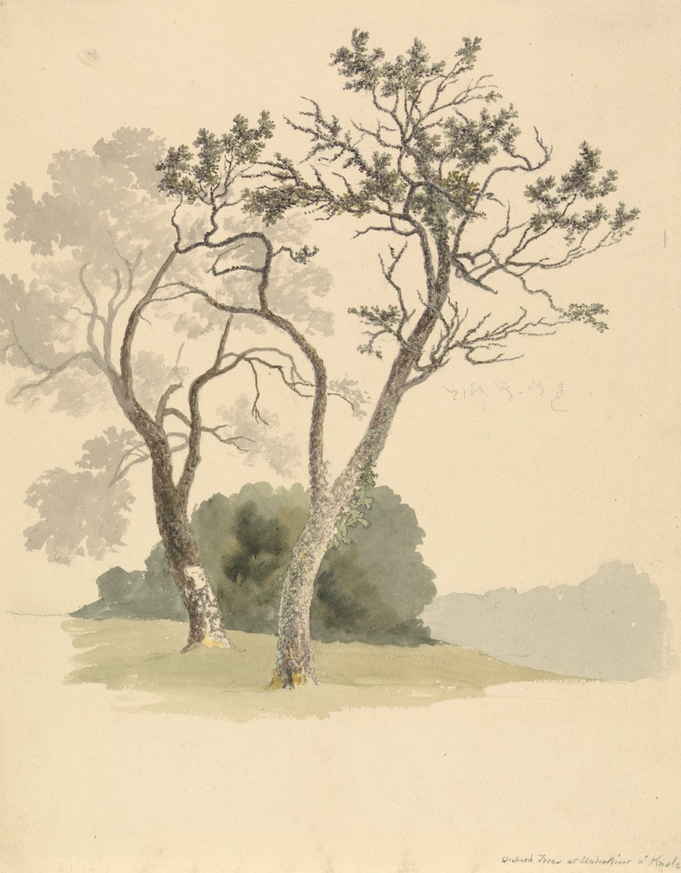 Orchard Trees ved Under River nær Knole av Robert Hills