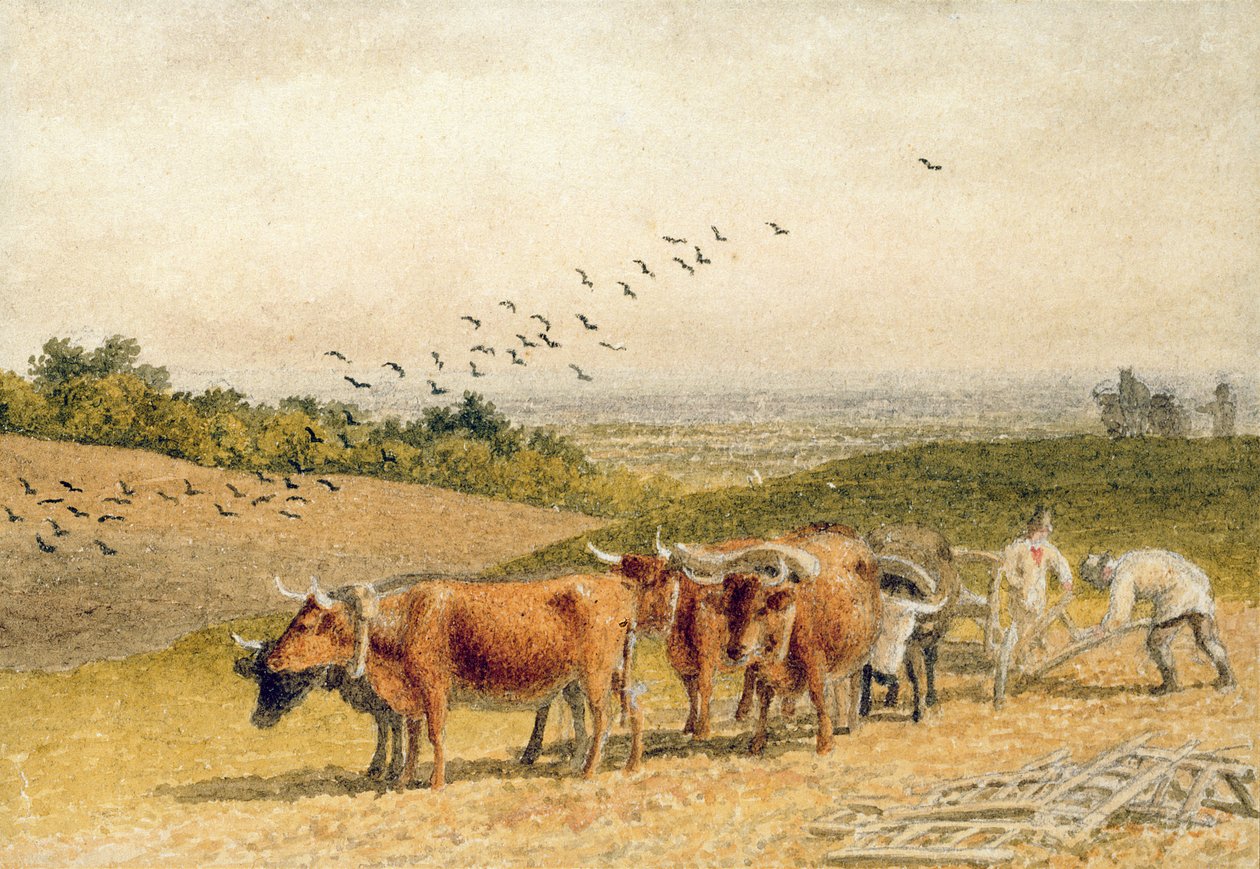 Okser som pløyer et nedlandsfelt av Robert Hills