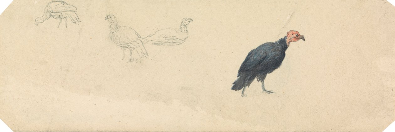 Studier av et Tyrkia av Robert Hills