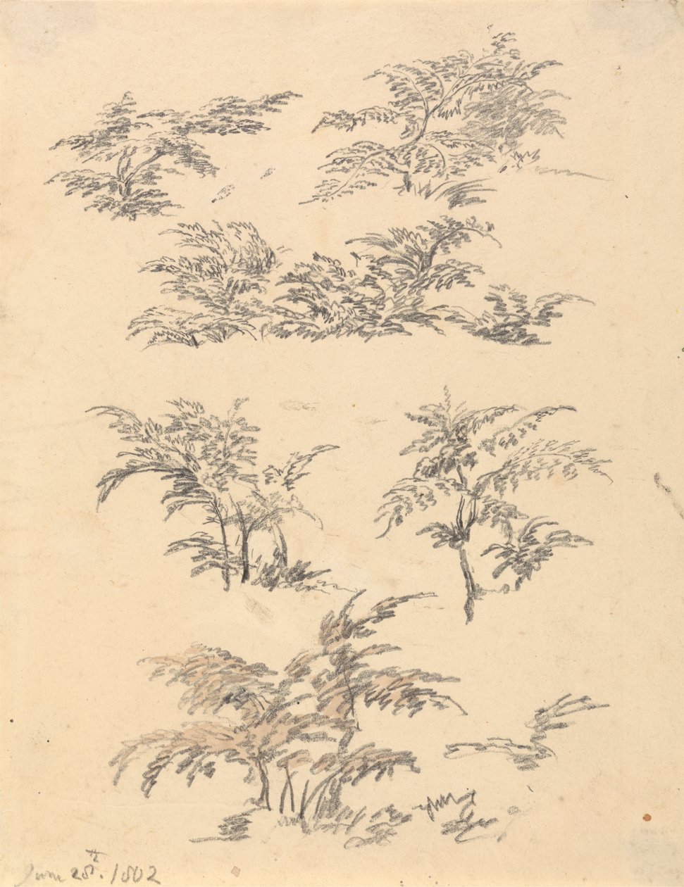 Studie av Bracken av Robert Hills
