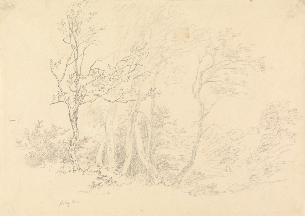 Studie av et Holly Tree av Robert Hills