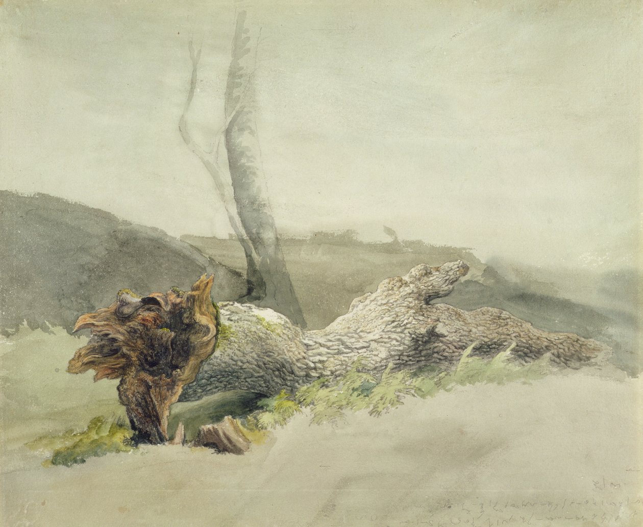 The Fallen Tree, ca. 1804 (wc over grafitt på vevd papir) av Robert Hills