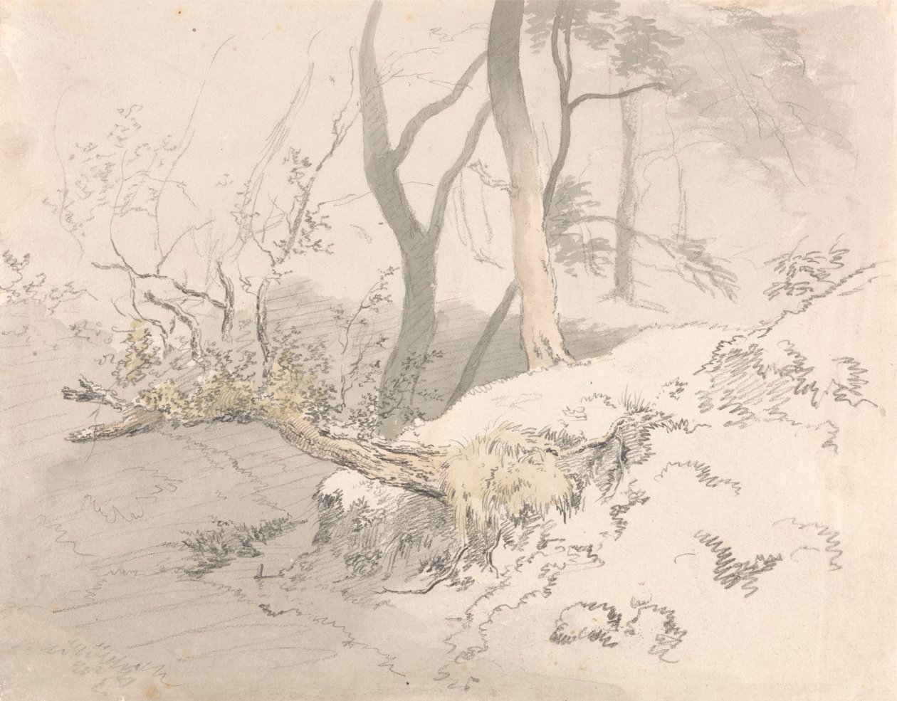 Woodland Shadow av Robert Hills