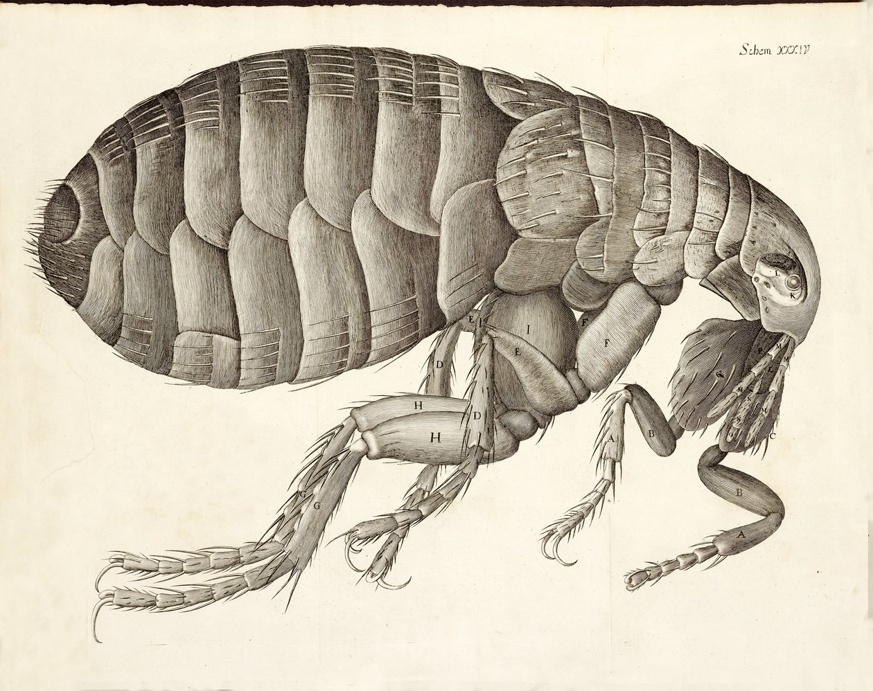 Tverrsnitt av en loppe fra Micrographia, pub. 1665 av Robert Hooke