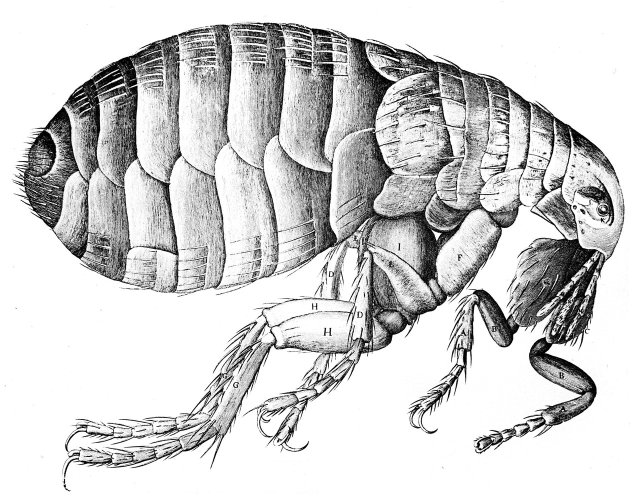 Loppe, vingeløst blodsugende parasittinsekt, 1665 av Robert Hooke