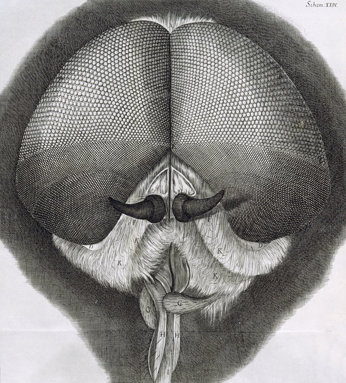 Grå droneflue, observasjon XXXIX fra Hookes Micrographia, 1664 av Robert Hooke