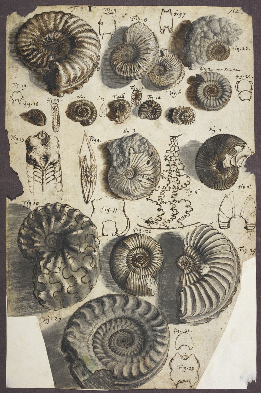 Ms Add. 5262, nr. 152 Slangesteiner (ammonitter) (penn og blekk med vask på papir) av Robert Hooke