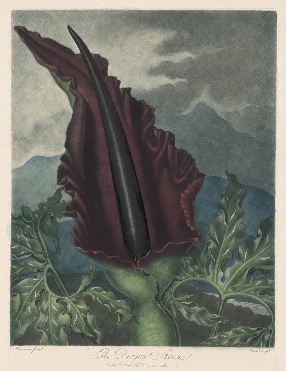 The Dragon Arum, Black Calla eller Solomons Lily, 1799-1807. av Robert John Thornton