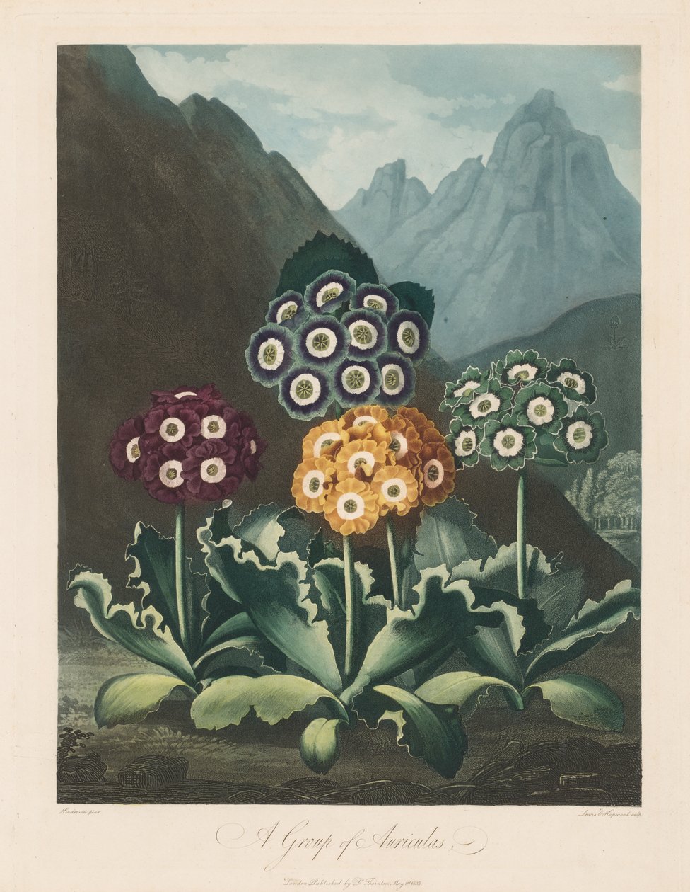 The Temple of Flora, eller Garden of Nature: A Group of Auriculas av Robert John Thornton