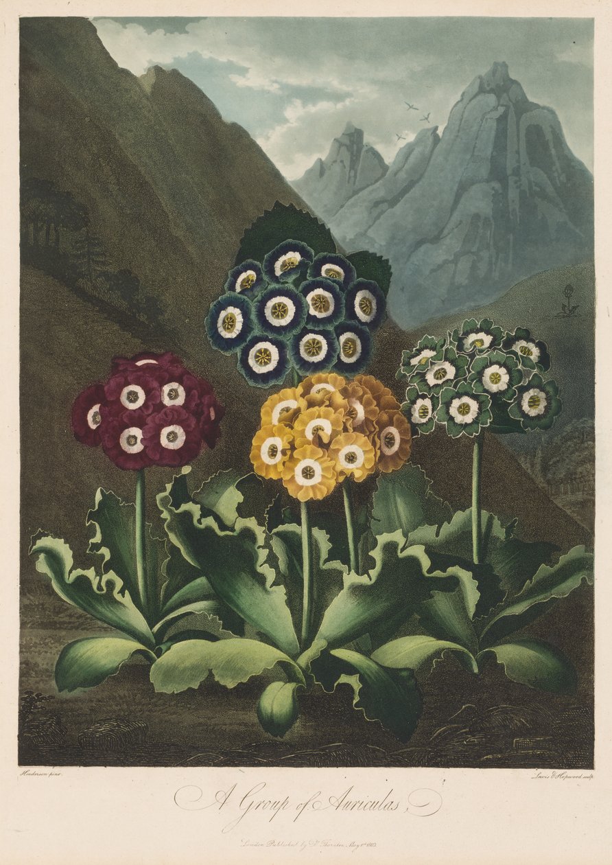 The Temple of Flora, or Garden of Nature: A Group of Auriculas, 1803. av Robert John Thornton