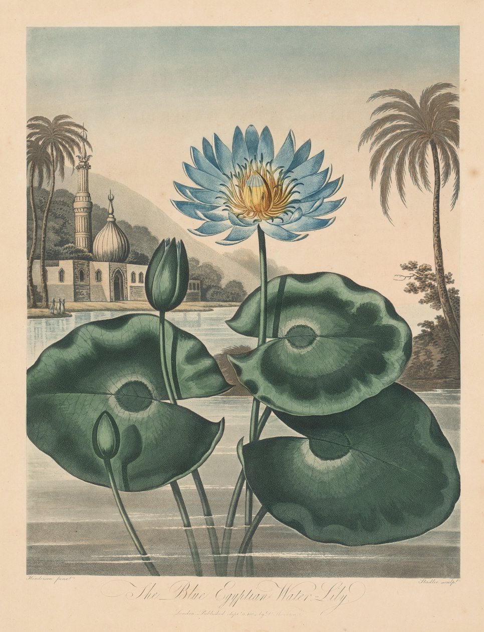 The Temple of Flora, eller Garden of Nature: Blue Egyptian Waterlily av Robert John Thornton