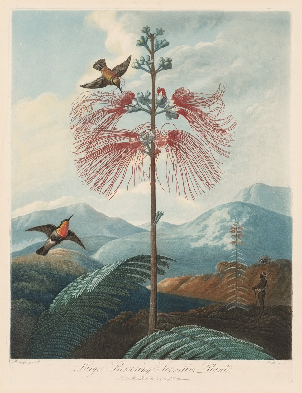 The Temple of Flora, or Garden of Nature: Large Flowering Sensitive Plant, 1799-1807. av Robert John Thornton