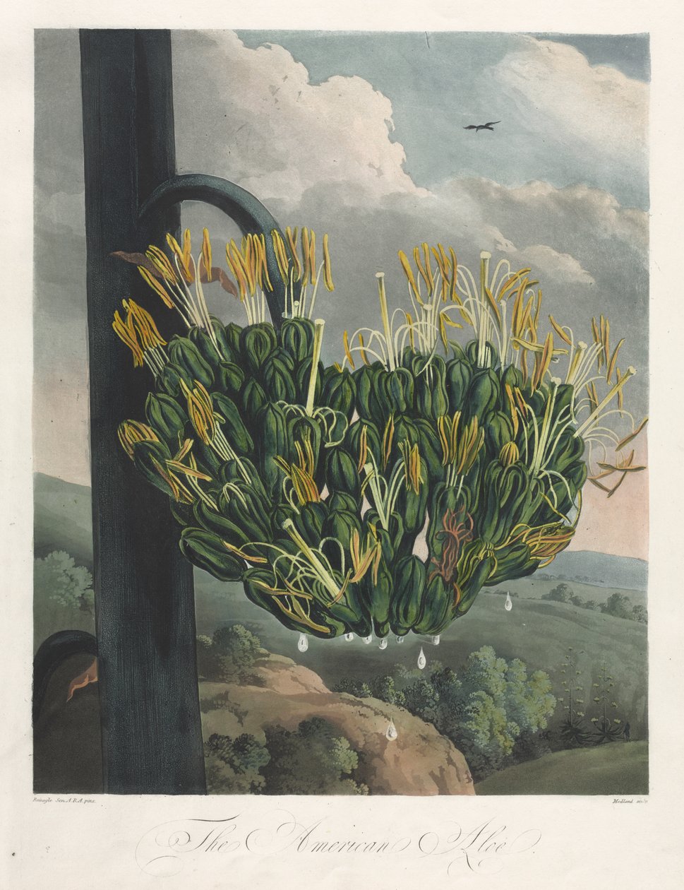 The Temple of Flora, eller Garden of Nature: The American Aloe av Robert John Thornton