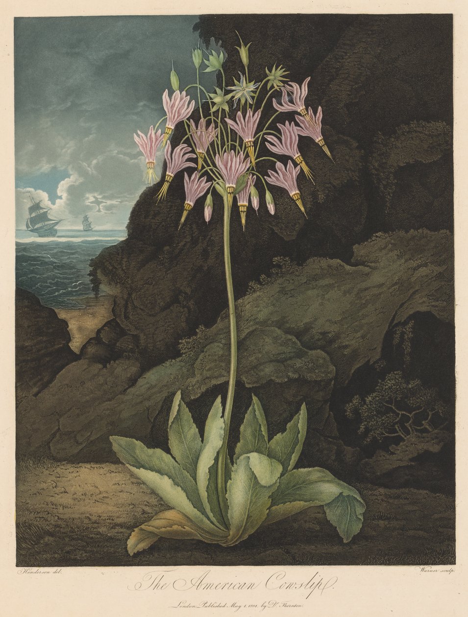 The Temple of Flora, eller Garden of Nature: The American Cowslip av Robert John Thornton