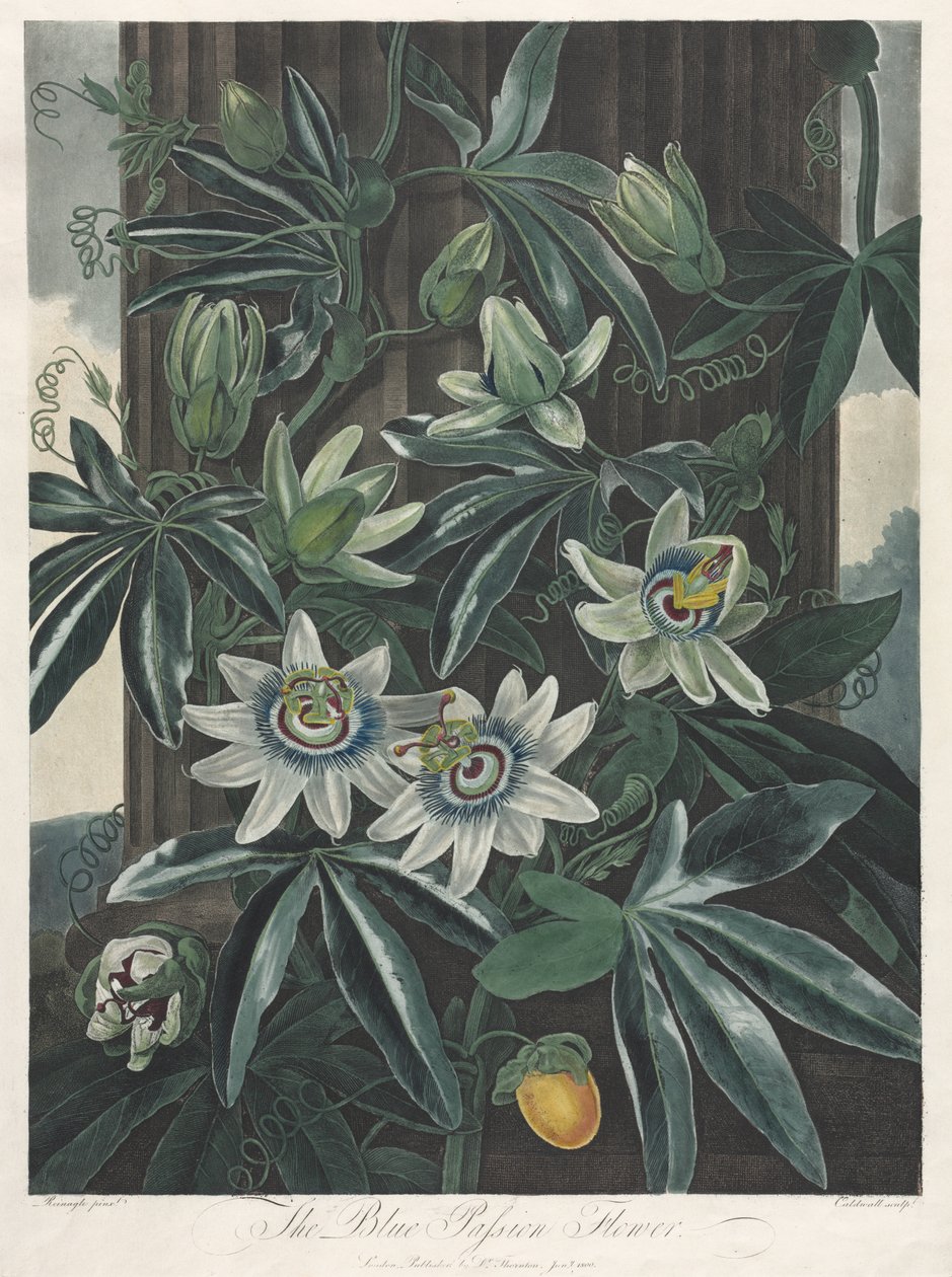The Temple of Flora, eller Garden of Nature: The Blue Passion Flower av Robert John Thornton