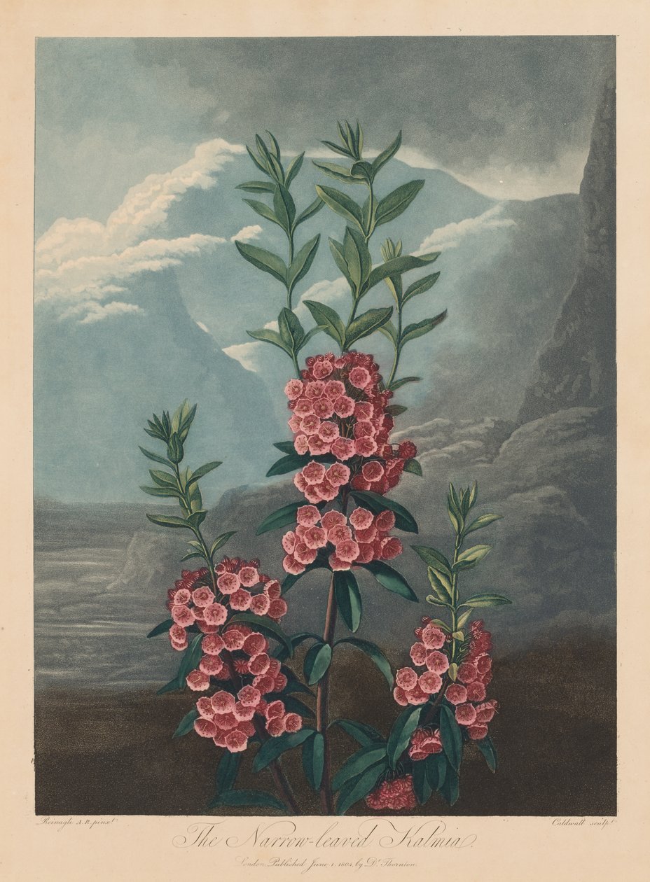 The Temple of Flora, eller Garden of Nature: The Narrow-leaved Kalmia, Mountain Laurel av Robert John Thornton