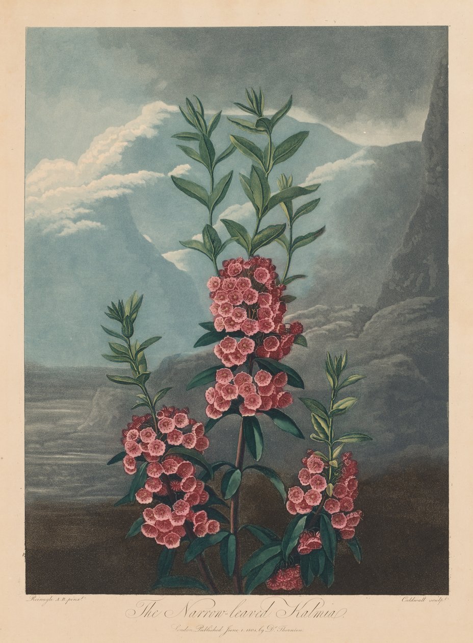 The Temple of Flora, or Garden of Nature: The Narrow-leaved Kalmia, Mountain Laurel, 1804. av Robert John Thornton