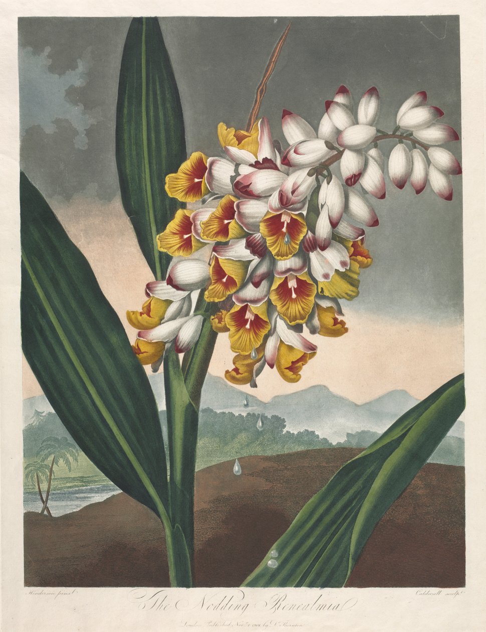 The Temple of Flora, eller Garden of Nature: The Nodding Renealmia, 1801. av Robert John Thornton