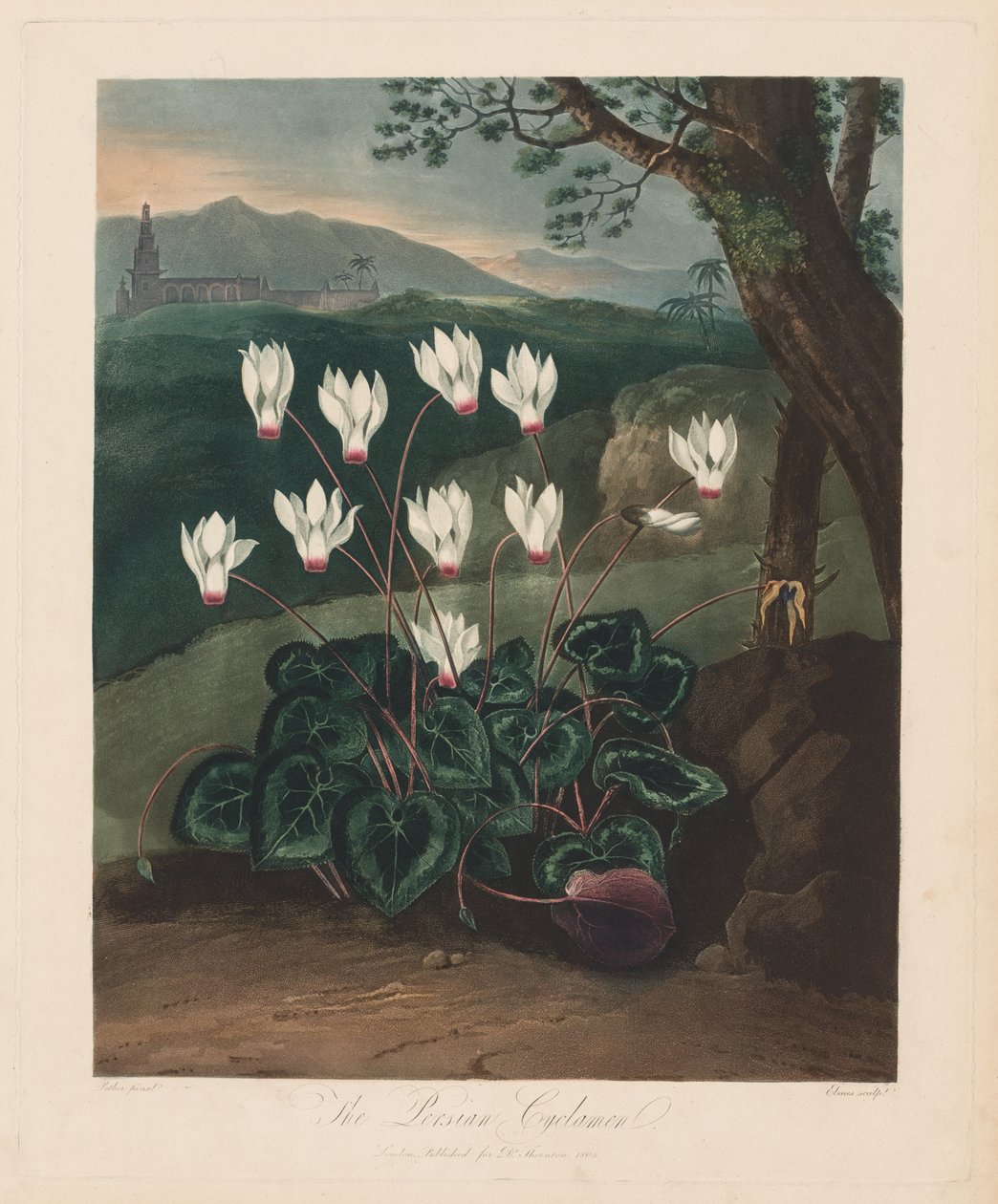 The Temple of Flora, eller Garden of Nature: Den persiske Cyclamen av Robert John Thornton