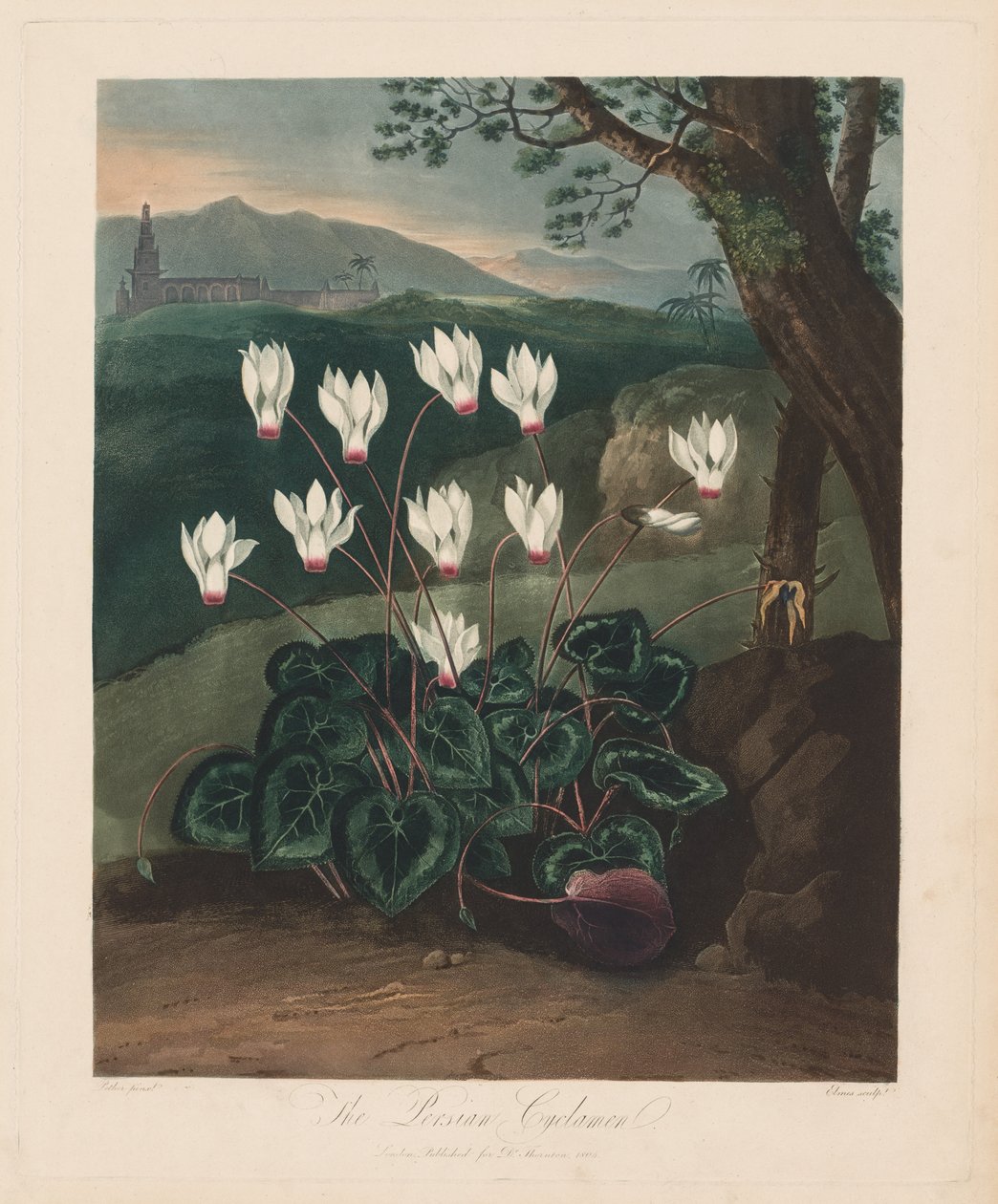 The Temple of Flora, or Garden of Nature: The Persian Cyclamen, 1799-1807. av Robert John Thornton