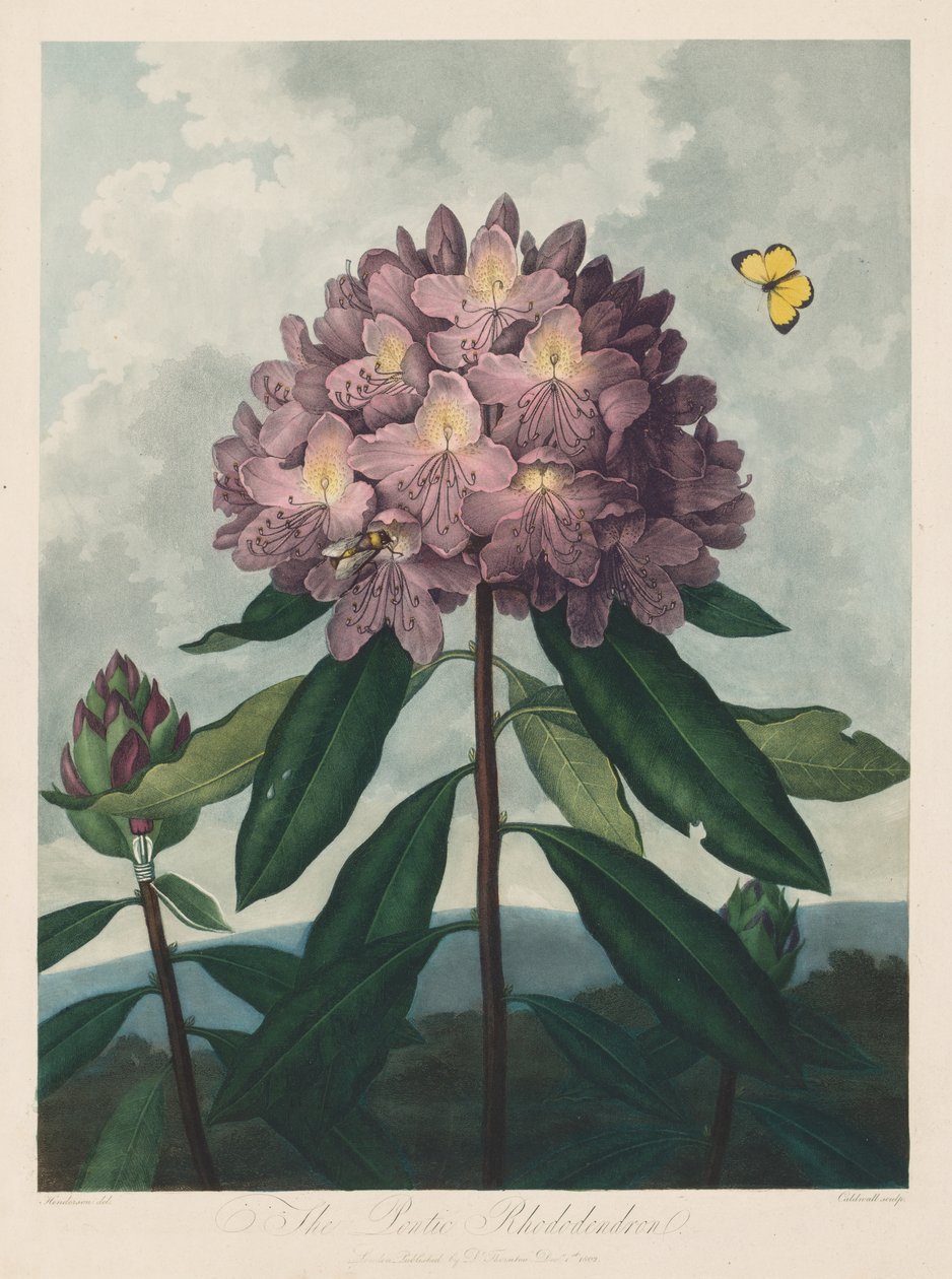 The Temple of Flora, or Garden of Nature: The Pontic Rhododendron, 1799-1807. av Robert John Thornton