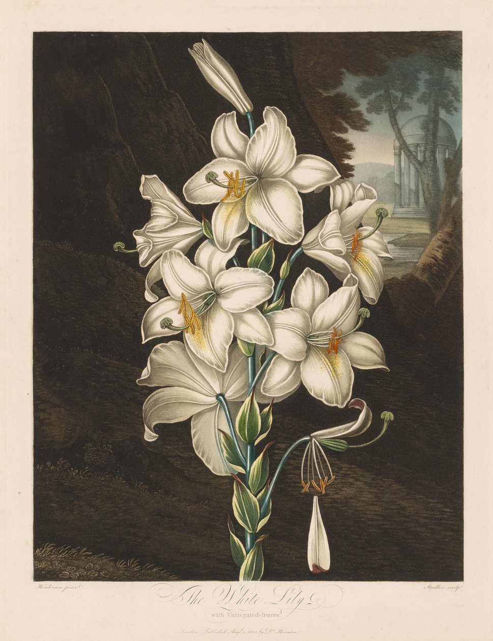 The Temple of Flora, or Garden of Nature: The White Lily with Variegated Leaves, 1800. av Robert John Thornton